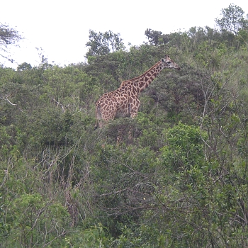 Sironka Safaris travel photo