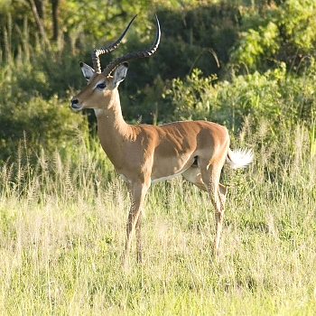 Sironka Safaris travel photo