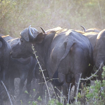 Sironka Safaris travel photo