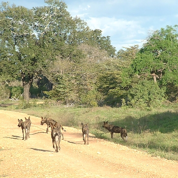 Sironka Safaris travel photo
