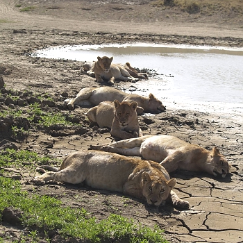 Sironka Safaris travel photo