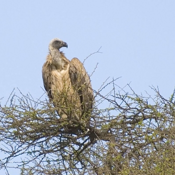 Sironka Safaris travel photo
