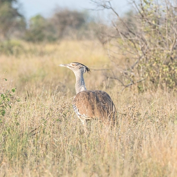 Sironka Safaris travel photo