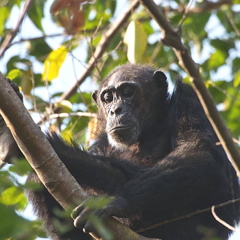 Sironka Safaris travel photo