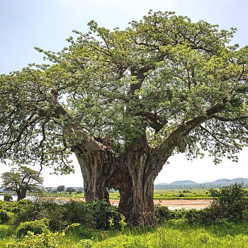 Sironka Safaris travel photo